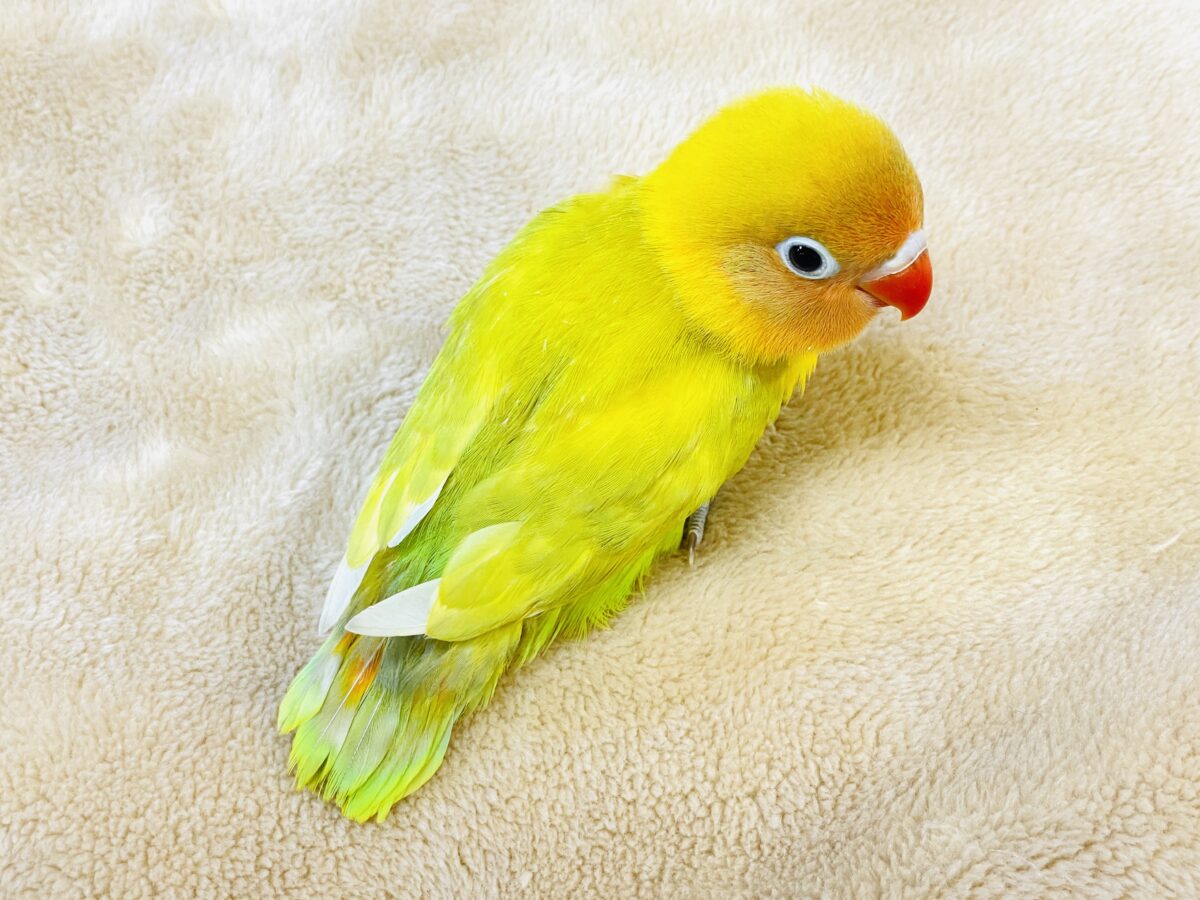【最新画像】ポップで鮮やか✨ヤマブキボタンインコ(ヒナ) ヤマブキボタンインコ