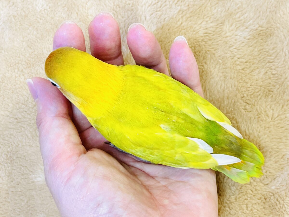 【最新画像】ポップで鮮やか✨ヤマブキボタンインコ(ヒナ) ヤマブキボタンインコ