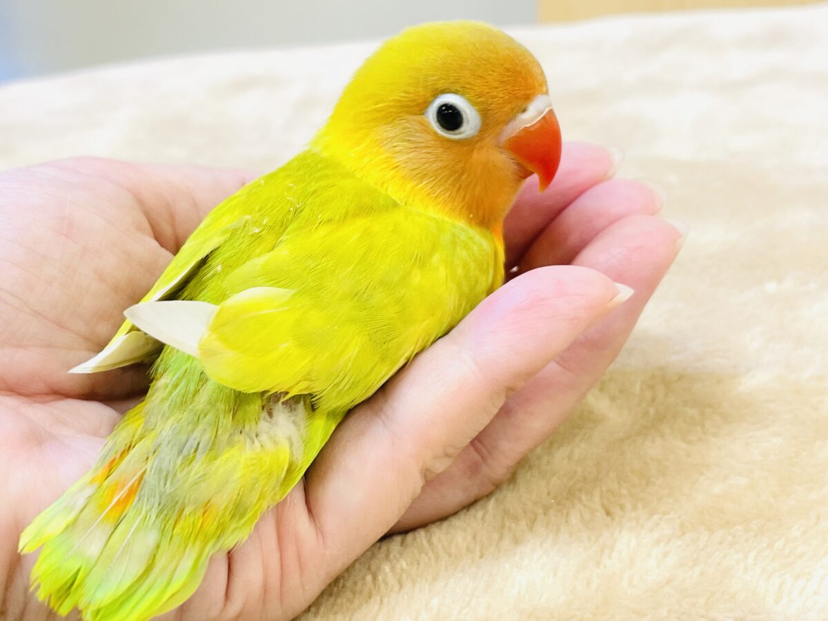 【最新画像】ポップで鮮やか✨ヤマブキボタンインコ(ヒナ) ヤマブキボタンインコ