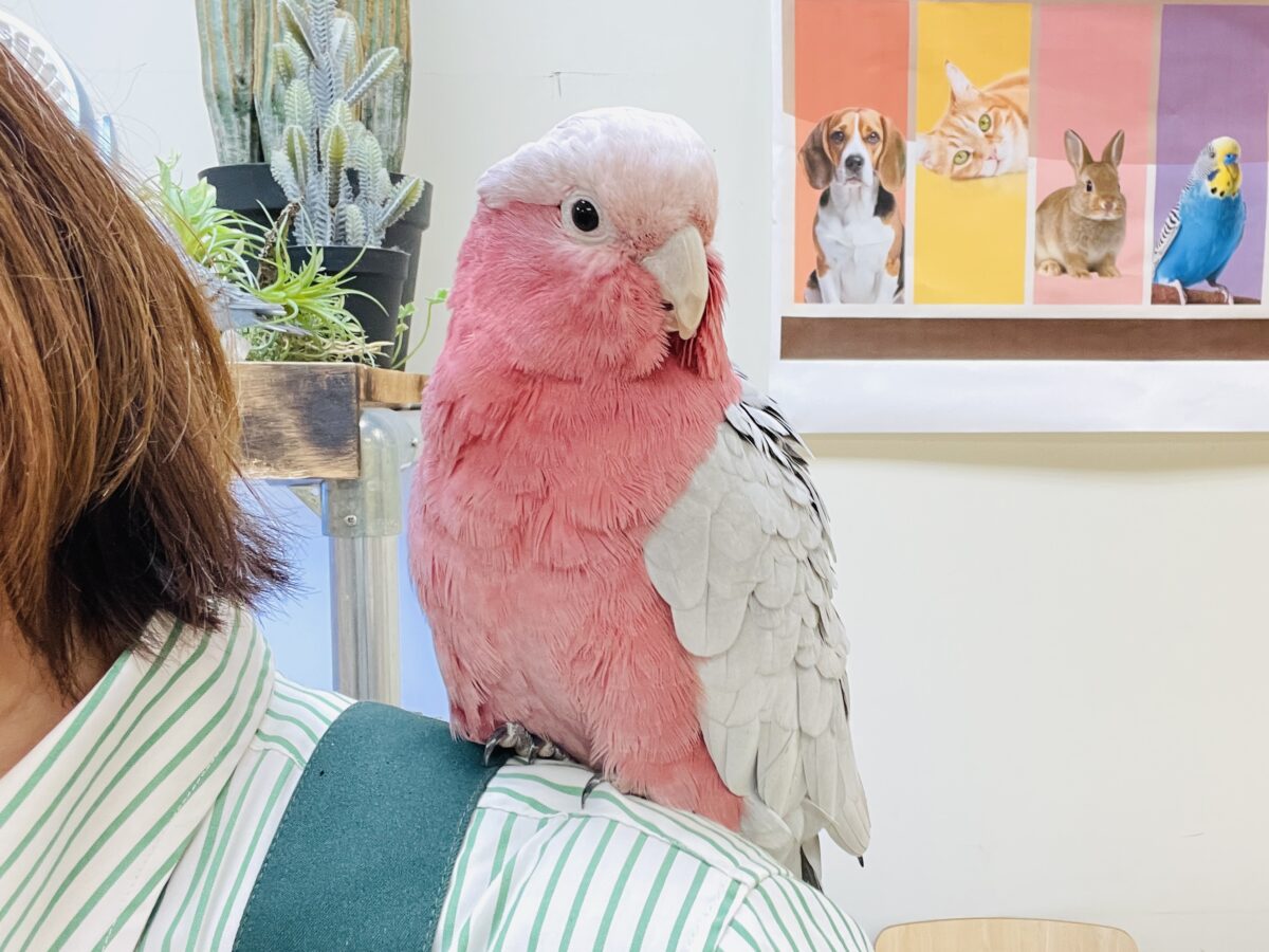 【最新画像】やってきました❣️ピンクの鳥さん💕モモイロインコ(男の子) モモイロインコ