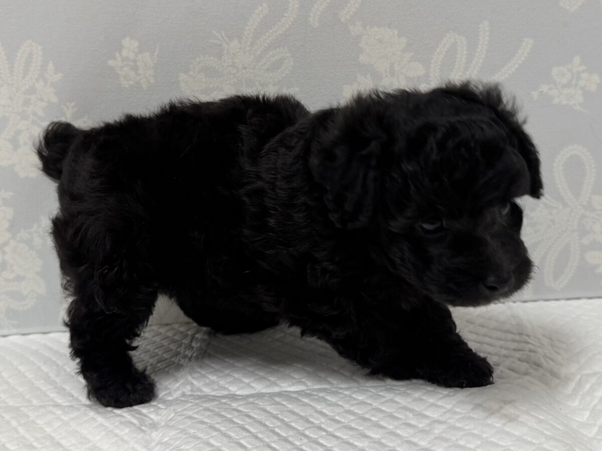 まっくろくろすけ!?💕トイプードルの男の子🐩🖤 トイプードル