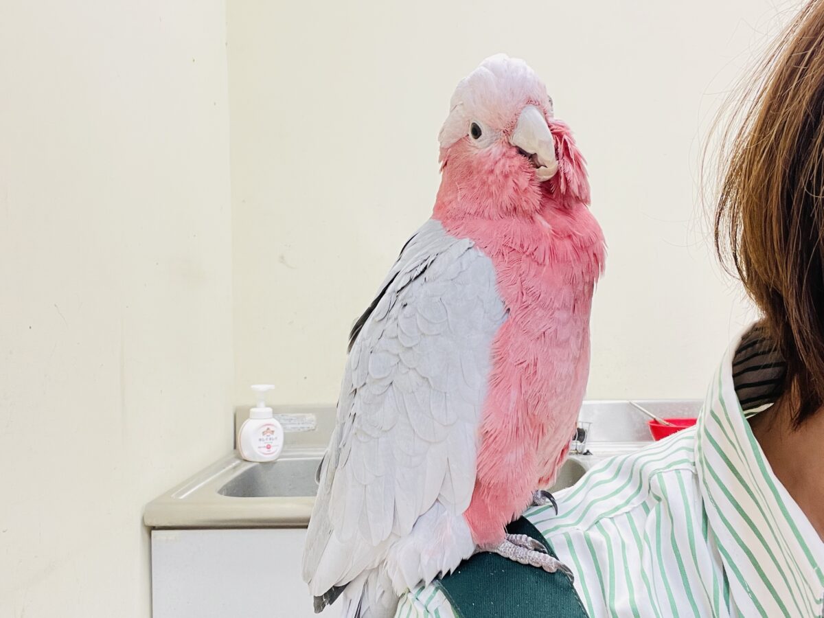 【最新画像】やってきました❣️ピンクの鳥さん💕モモイロインコ(男の子) モモイロインコ