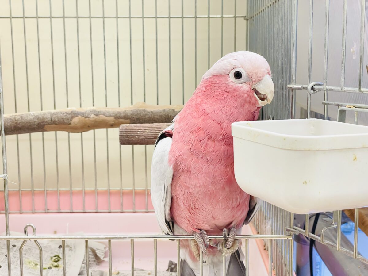 【最新画像】やってきました❣️ピンクの鳥さん💕モモイロインコ(男の子) モモイロインコ