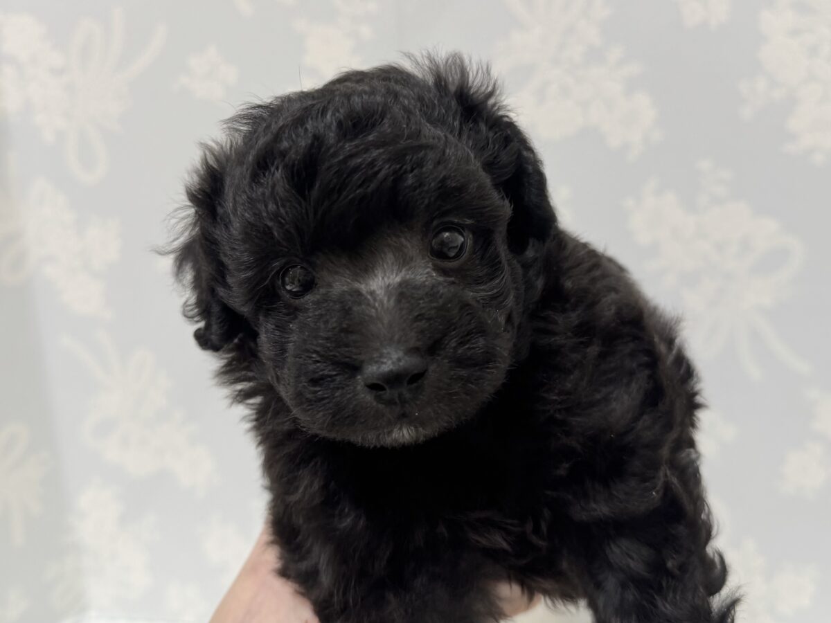 まっくろくろすけ!?💕トイプードルの男の子🐩🖤 トイプードル
