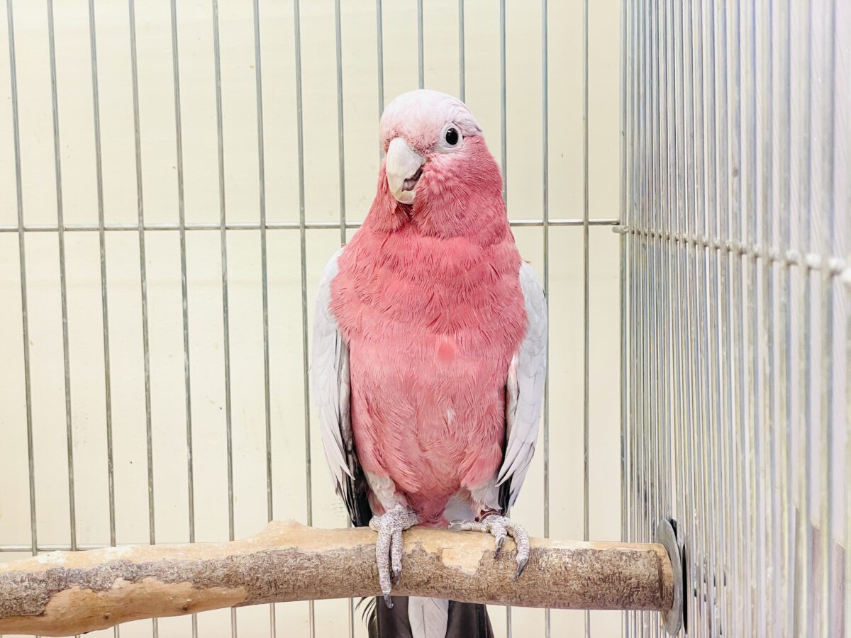 【最新画像】やってきました❣️ピンクの鳥さん💕モモイロインコ(男の子) モモイロインコ