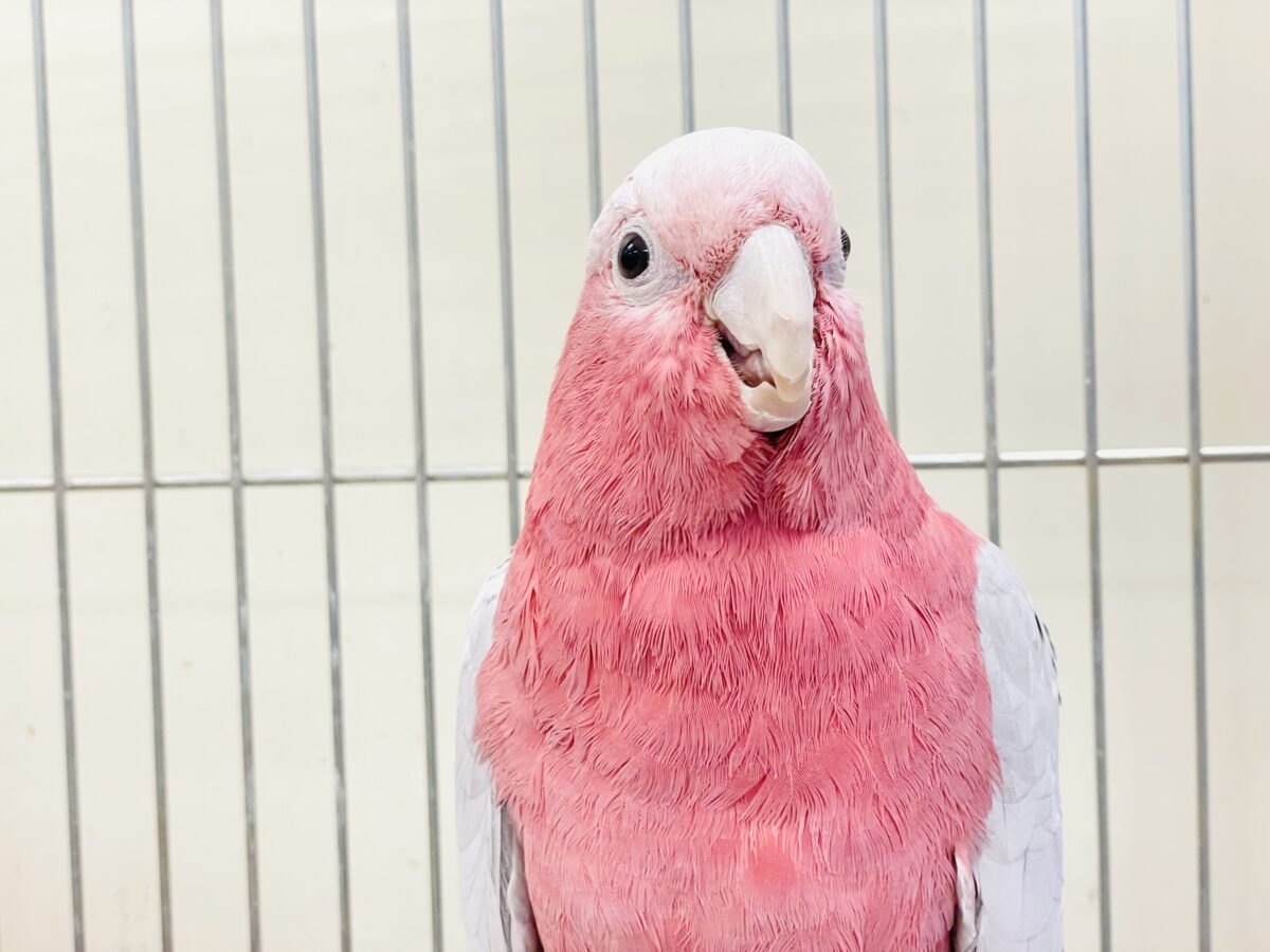 【最新画像】やってきました❣️ピンクの鳥さん💕モモイロインコ(男の子) モモイロインコ