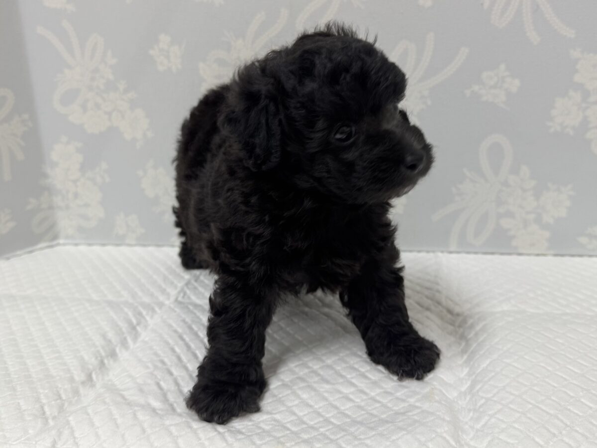 まっくろくろすけ!?💕トイプードルの男の子🐩🖤 トイプードル
