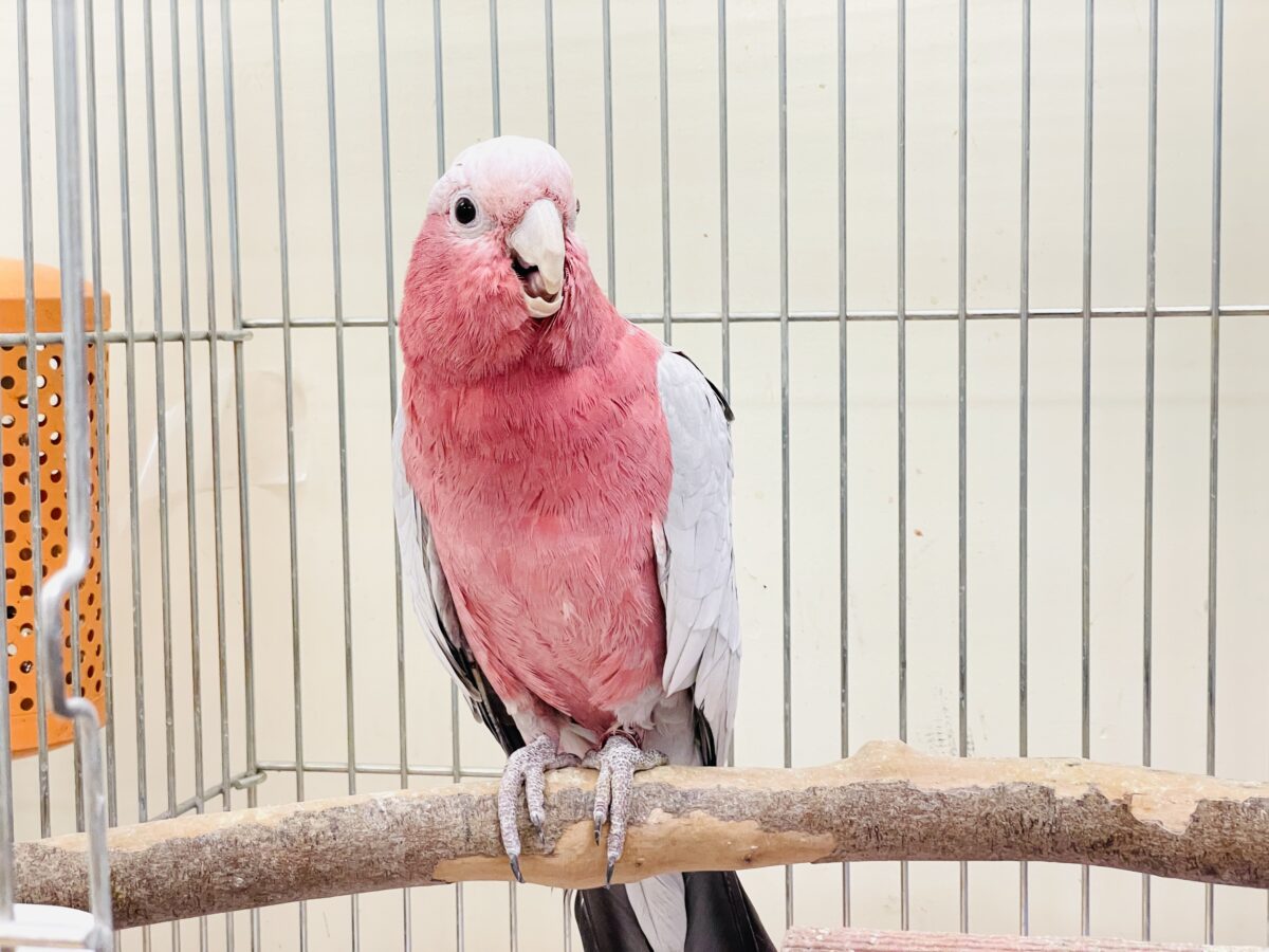 【最新画像】やってきました❣️ピンクの鳥さん💕モモイロインコ(男の子) モモイロインコ