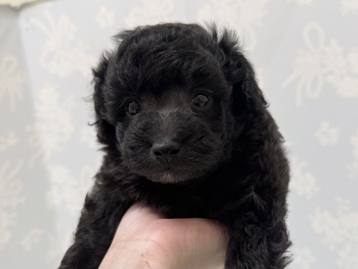 まっくろくろすけ!?💕トイプードルの男の子🐩🖤 トイプードル