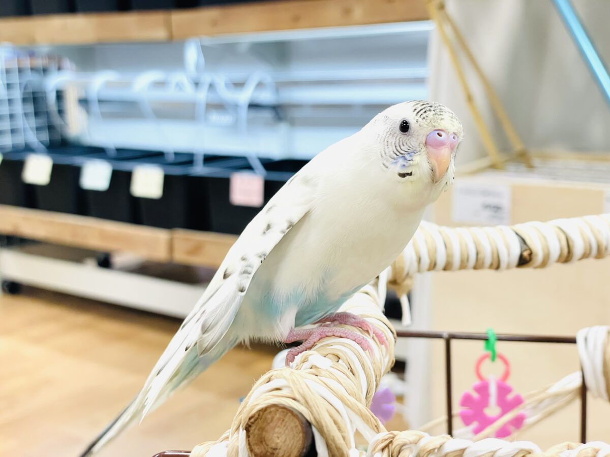 【最新画像】好奇心いっぱいのキラキラおめめ🐣💫セキセイインコ(クリームハルクイン) ヒナ セキセイインコ