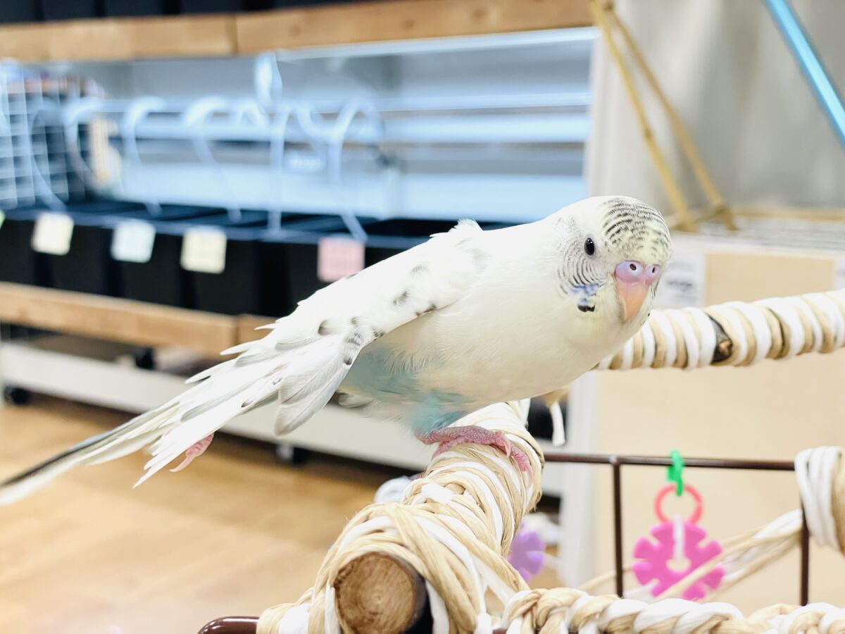 【最新画像】好奇心いっぱいのキラキラおめめ🐣💫セキセイインコ(クリームハルクイン) ヒナ セキセイインコ