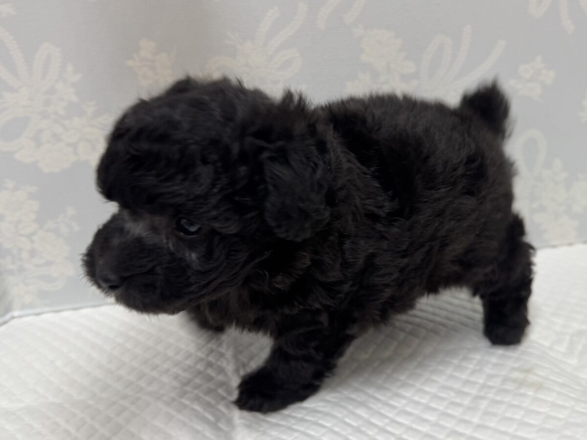 まっくろくろすけ!?💕トイプードルの男の子🐩🖤 トイプードル