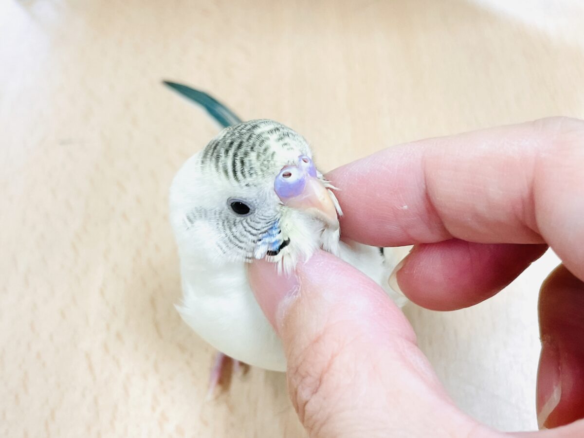 【最新画像】好奇心いっぱいのキラキラおめめ🐣💫セキセイインコ(クリームハルクイン) ヒナ セキセイインコ