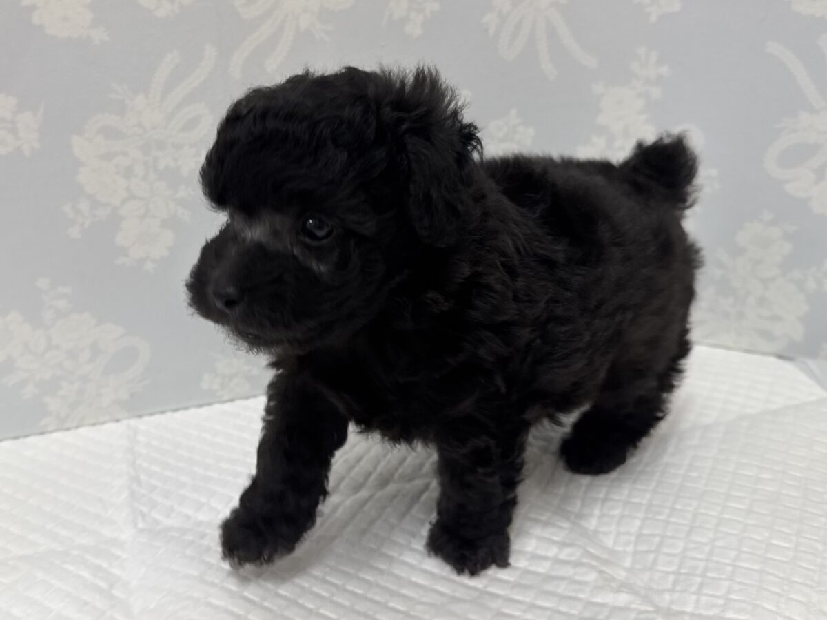 まっくろくろすけ!?💕トイプードルの男の子🐩🖤 トイプードル