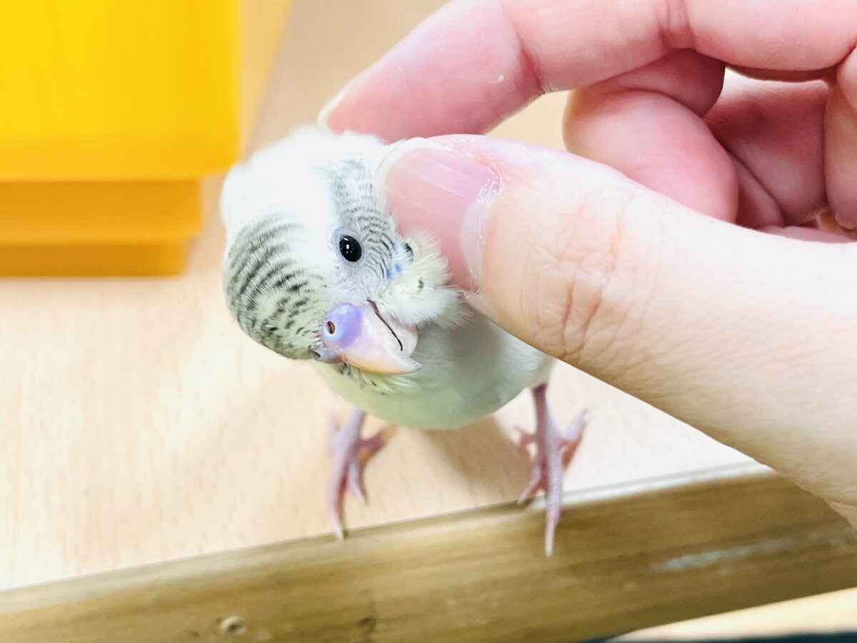 【最新画像】好奇心いっぱいのキラキラおめめ🐣💫セキセイインコ(クリームハルクイン) ヒナ セキセイインコ