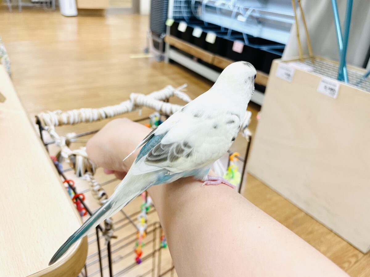 【最新画像】好奇心いっぱいのキラキラおめめ🐣💫セキセイインコ(クリームハルクイン) ヒナ セキセイインコ