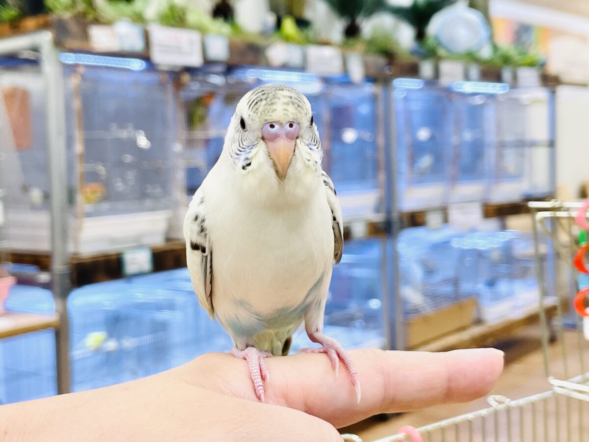【最新画像】好奇心いっぱいのキラキラおめめ🐣💫セキセイインコ(クリームハルクイン) ヒナ セキセイインコ