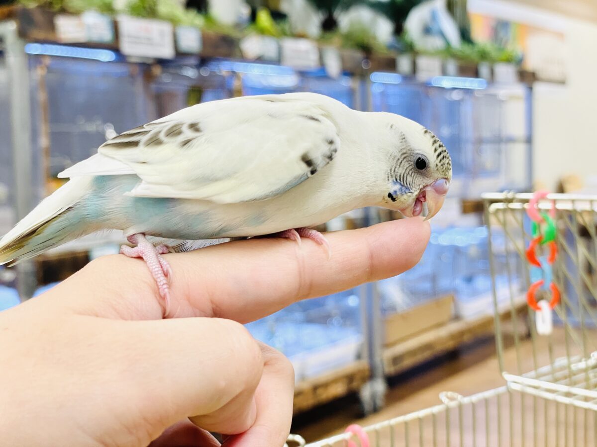 【最新画像】好奇心いっぱいのキラキラおめめ🐣💫セキセイインコ(クリームハルクイン) ヒナ セキセイインコ