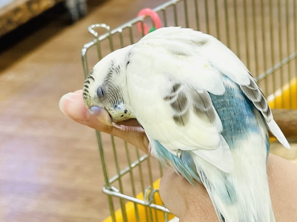 【最新画像】好奇心いっぱいのキラキラおめめ🐣💫セキセイインコ(クリームハルクイン) ヒナ セキセイインコ