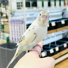 【最新画像】好奇心いっぱいのキラキラおめめ🐣💫セキセイインコ(クリームハルクイン) ヒナ