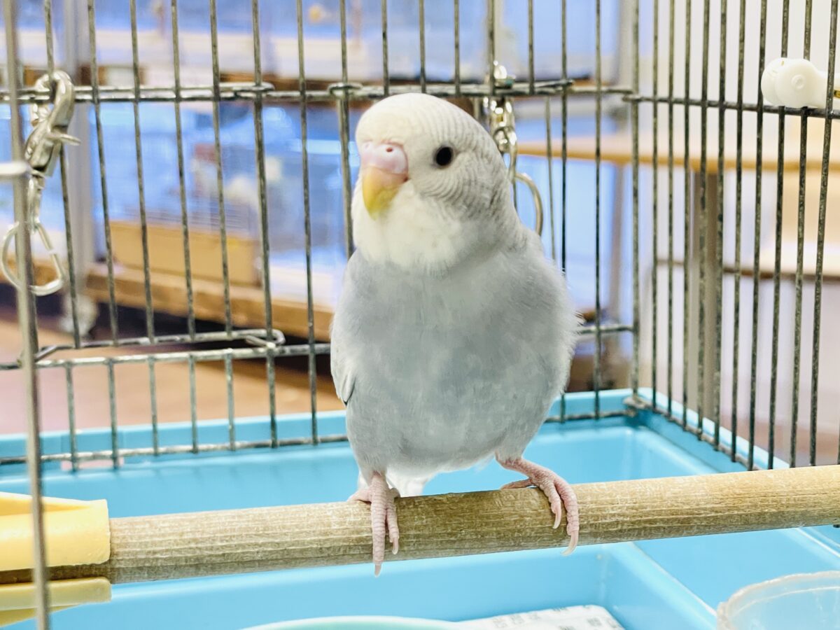 【最新画像】背筋ピーン!と伸ばしてます♬*°セキセイインコ(グレースパングル) セキセイインコ