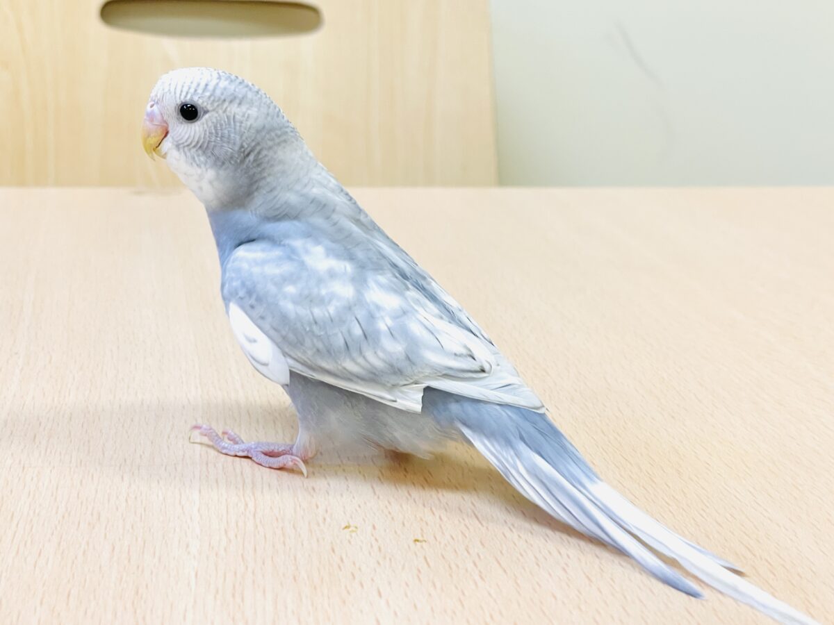 【最新画像】背筋ピーン!と伸ばしてます♬*°セキセイインコ(グレースパングル) セキセイインコ