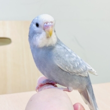【最新画像】背筋ピーン！と伸ばしてます♬*°セキセイインコ(グレースパングル)