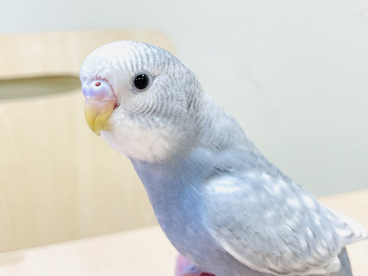 【最新画像】背筋ピーン!と伸ばしてます♬*°セキセイインコ(グレースパングル) セキセイインコ