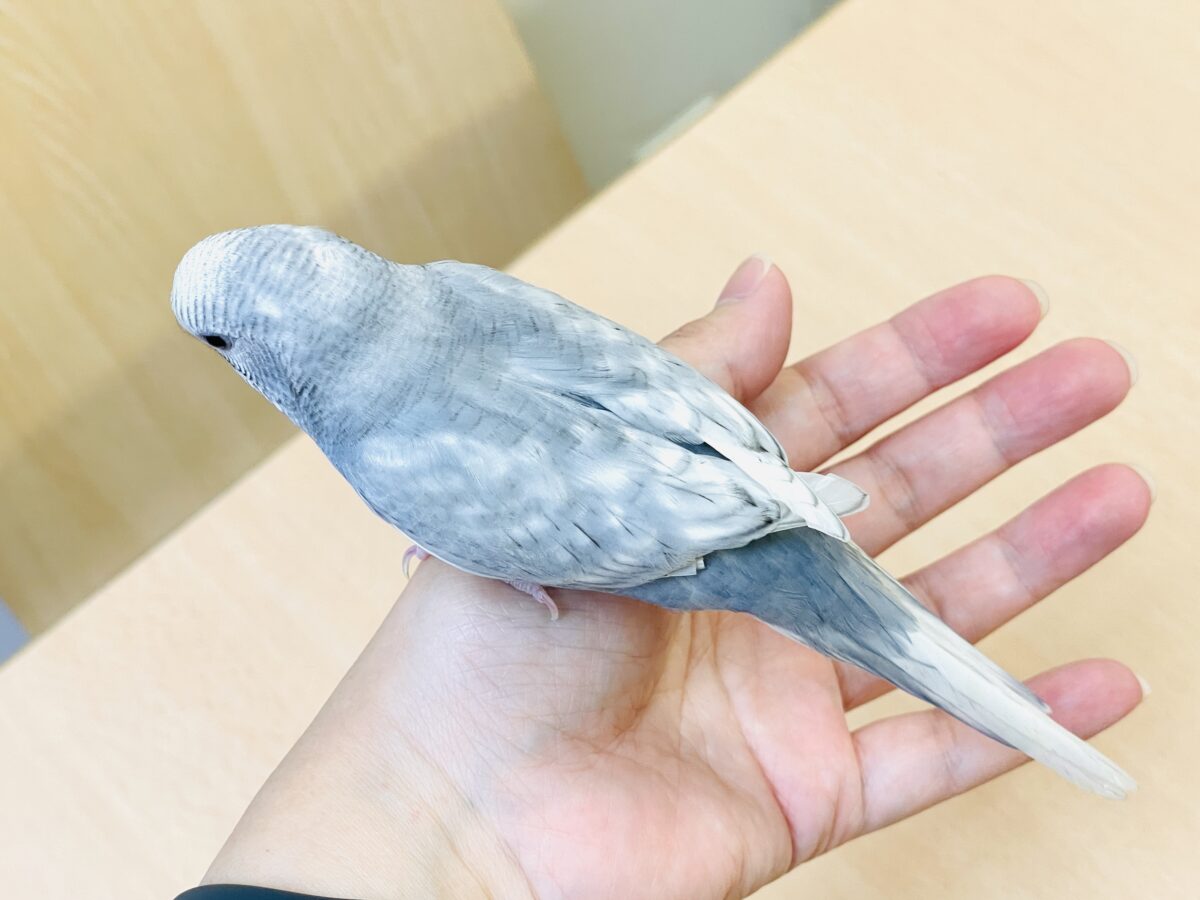 【最新画像】背筋ピーン!と伸ばしてます♬*°セキセイインコ(グレースパングル) セキセイインコ