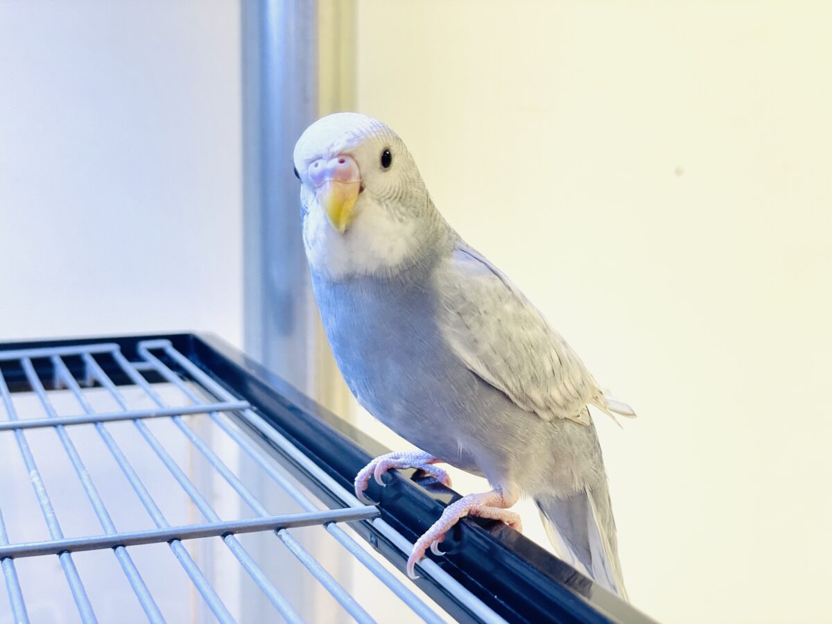 【最新画像】背筋ピーン!と伸ばしてます♬*°セキセイインコ(グレースパングル) セキセイインコ