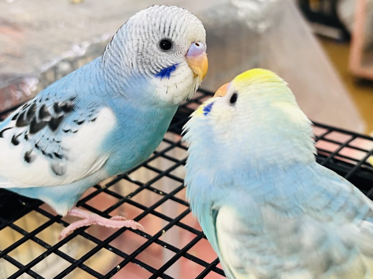 ポイントGET🩷セキセイインコフェア始まりました〜！