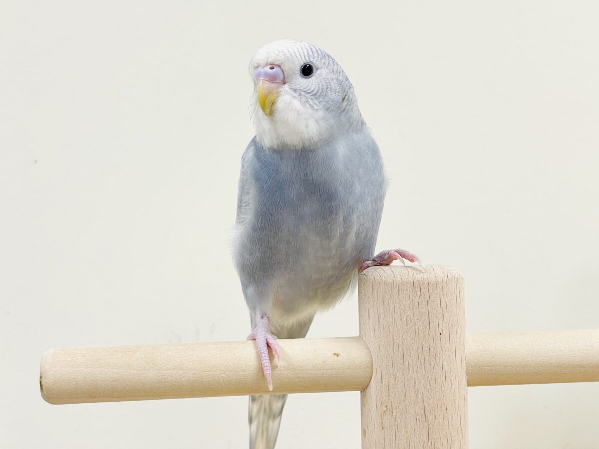 【最新画像】背筋ピーン!と伸ばしてます♬*°セキセイインコ(グレースパングル) セキセイインコ