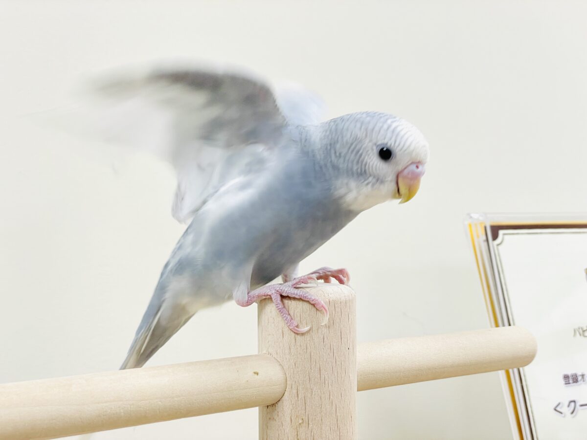 【最新画像】背筋ピーン!と伸ばしてます♬*°セキセイインコ(グレースパングル) セキセイインコ
