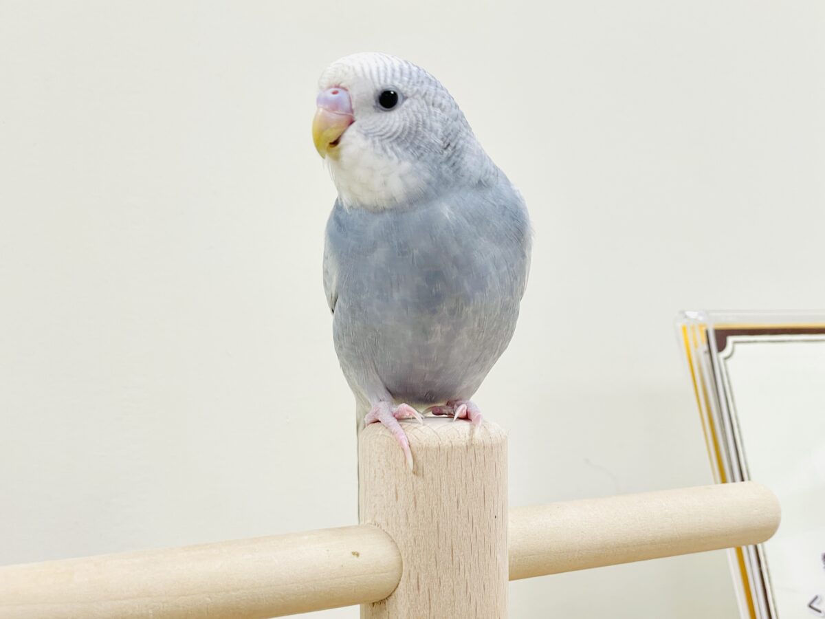 【最新画像】背筋ピーン!と伸ばしてます♬*°セキセイインコ(グレースパングル) セキセイインコ