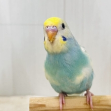 甘えん坊なの🩵セキセイインコのパステルレインボーパイド💛