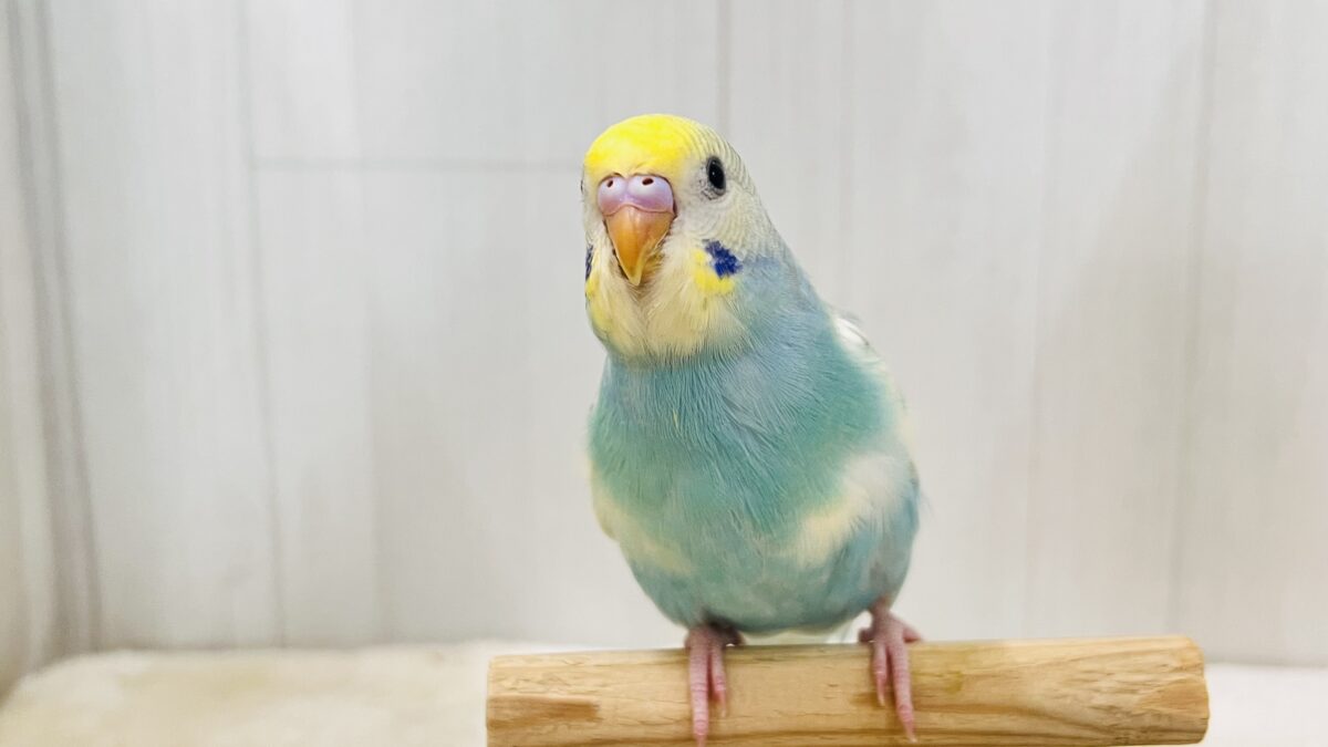 甘えん坊なの🩵セキセイインコのパステルレインボーパイド💛