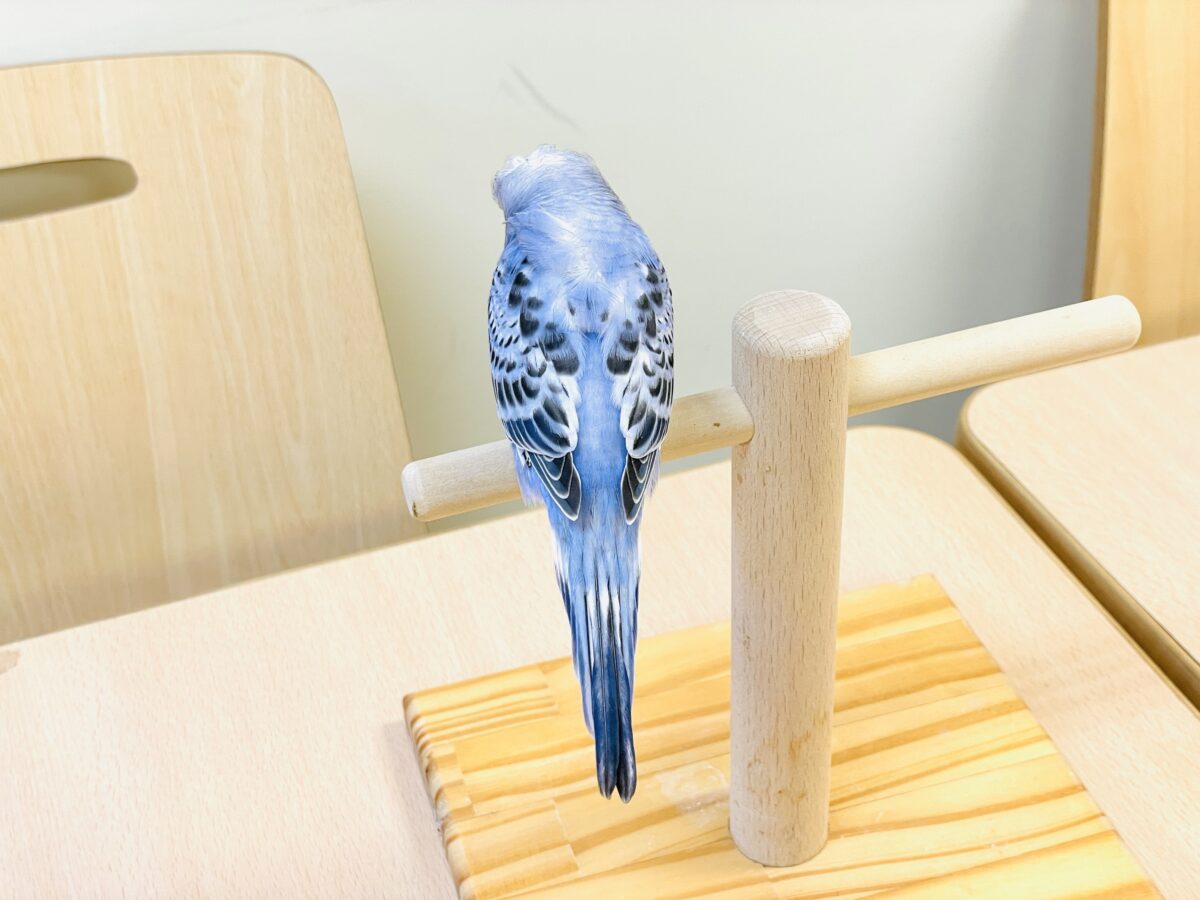 【最新画像】おカッパ頭がトレードマーク🪄梵天セキセイインコ(オパーリン) 梵天セキセイインコ