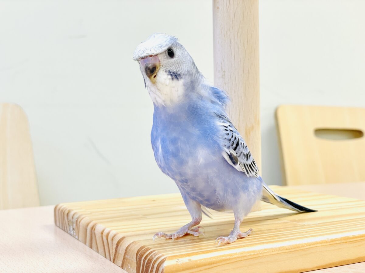 【最新画像】おカッパ頭がトレードマーク🪄梵天セキセイインコ(オパーリン) 梵天セキセイインコ