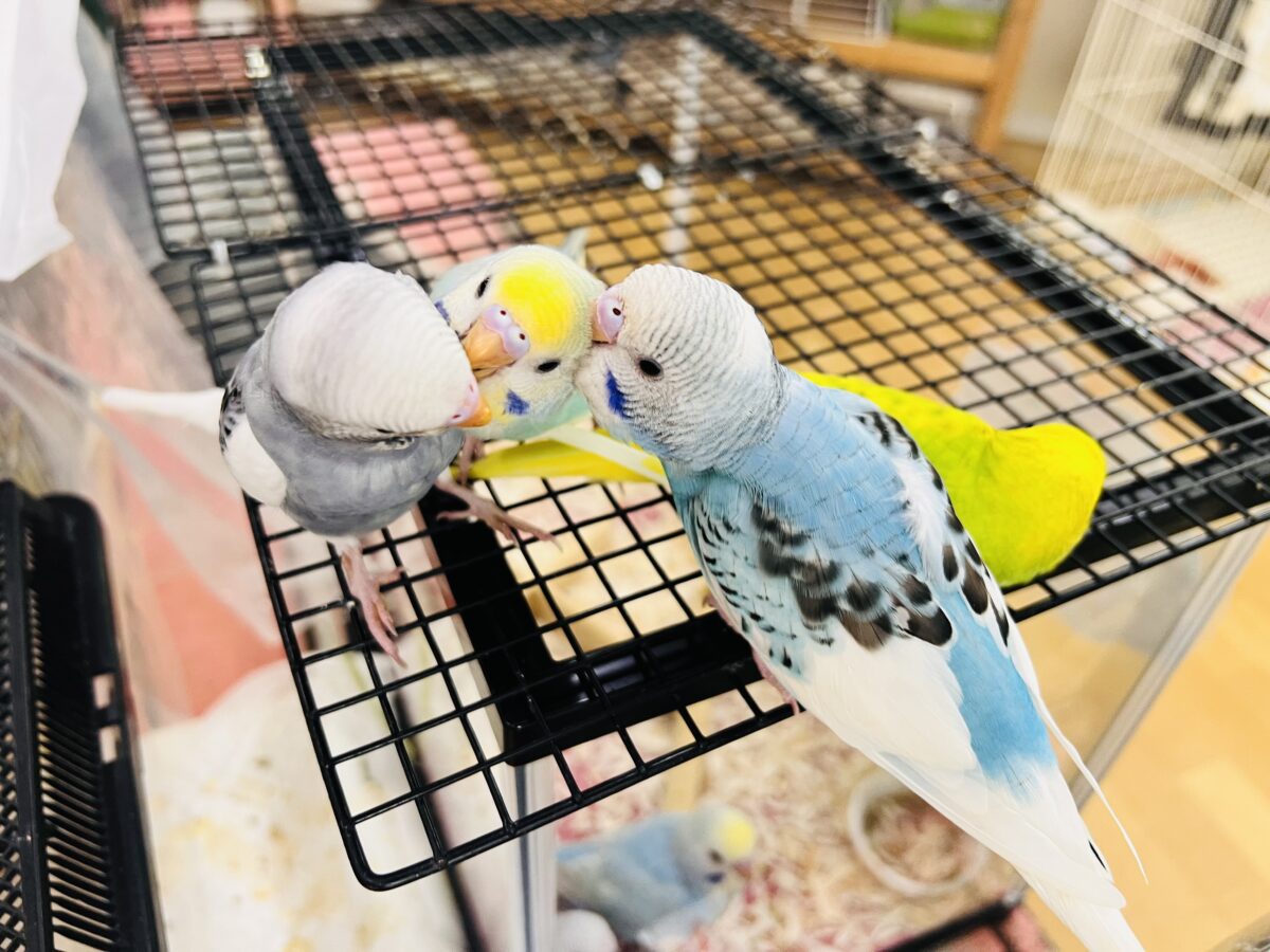説明画像です