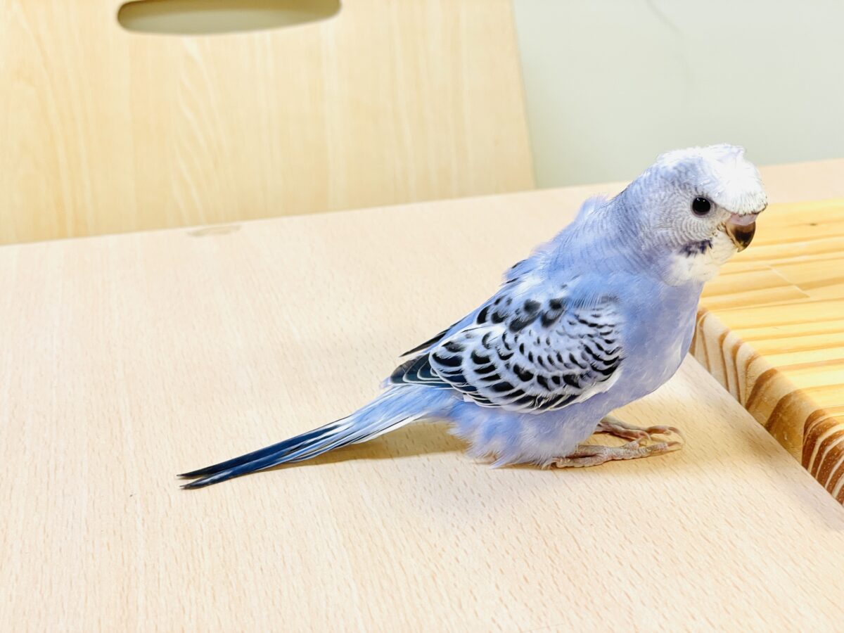 【最新画像】おカッパ頭がトレードマーク🪄梵天セキセイインコ(オパーリン) 梵天セキセイインコ