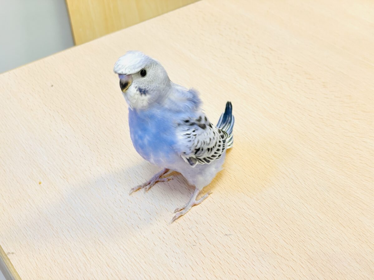 【最新画像】おカッパ頭がトレードマーク🪄梵天セキセイインコ(オパーリン) 梵天セキセイインコ