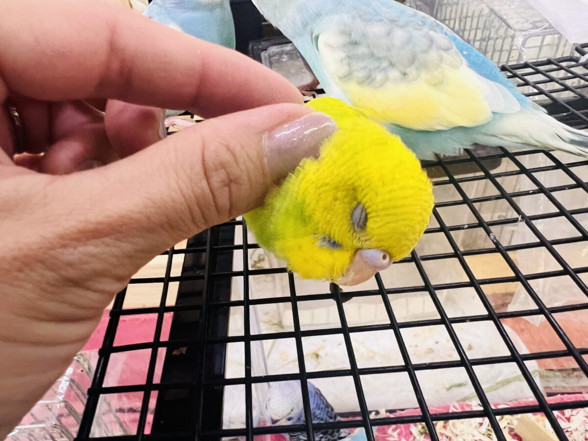 セキセイインコ
