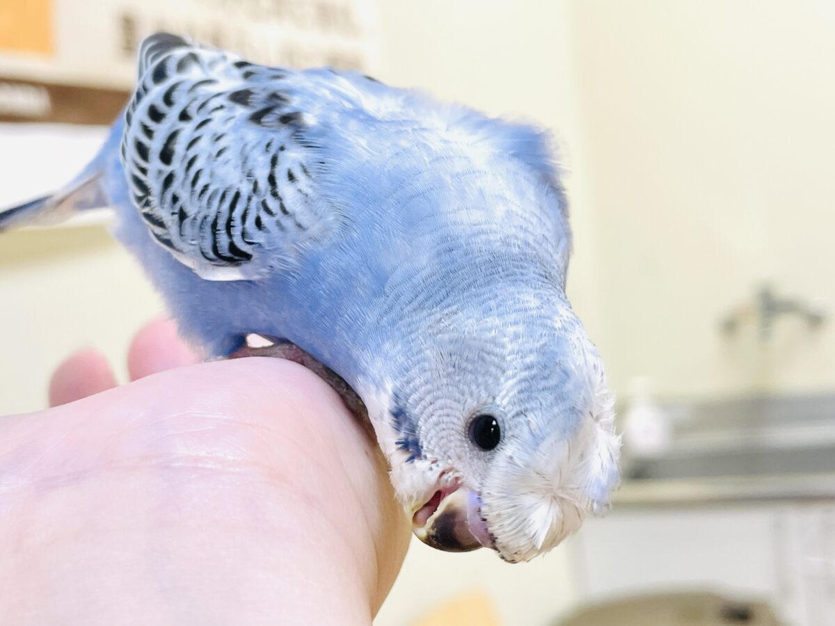 【最新画像】おカッパ頭がトレードマーク🪄梵天セキセイインコ(オパーリン) 梵天セキセイインコ