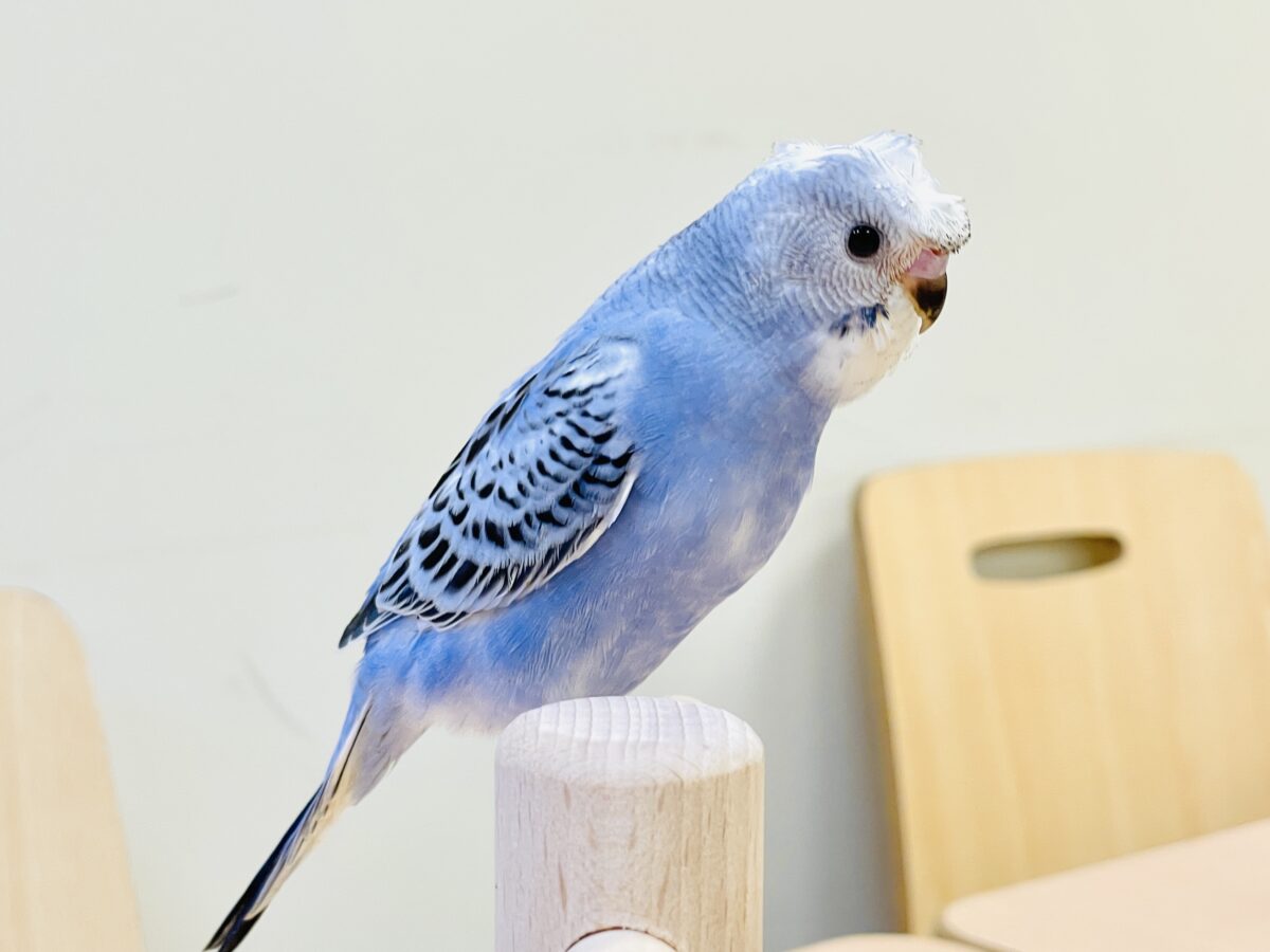 【最新画像】おカッパ頭がトレードマーク🪄梵天セキセイインコ(オパーリン) 梵天セキセイインコ