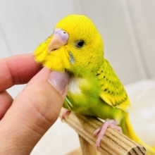 慣れ慣れ〜カキカキ独り占め♡セキセイインコのグリーンスパングル☆