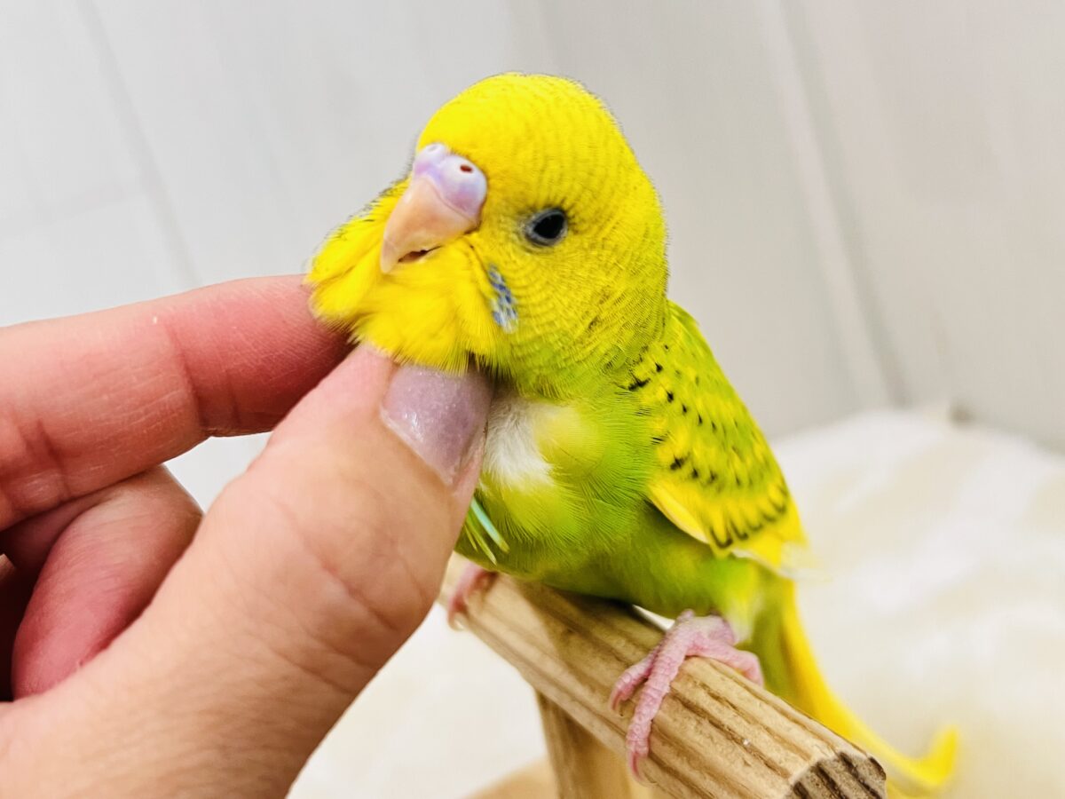 慣れ慣れ〜カキカキ独り占め♡セキセイインコのグリーンスパングル☆