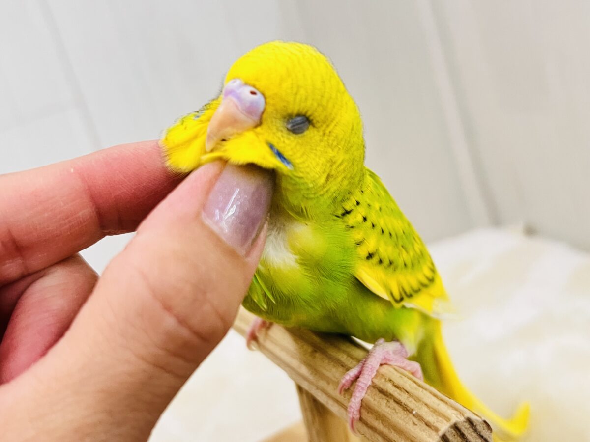 セキセイインコ