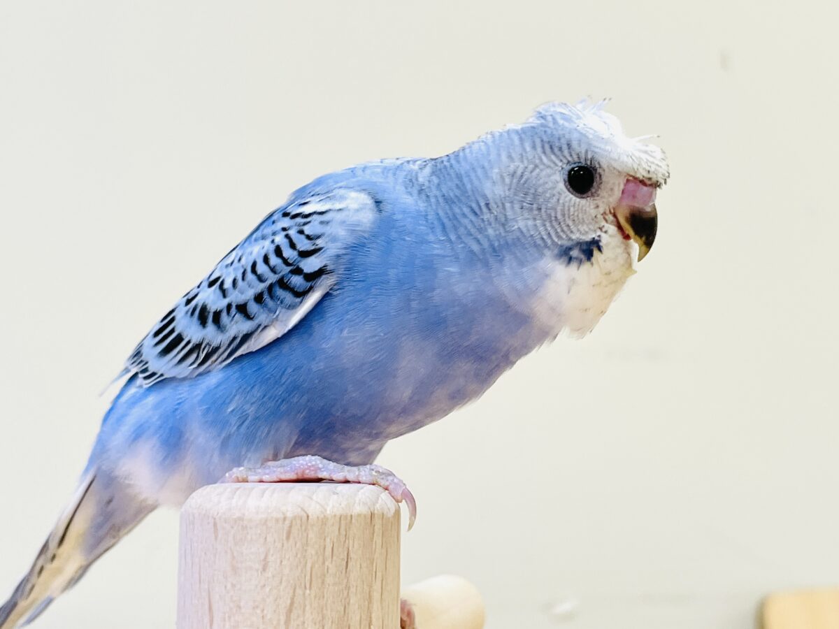 【最新画像】おカッパ頭がトレードマーク🪄梵天セキセイインコ(オパーリン) 梵天セキセイインコ