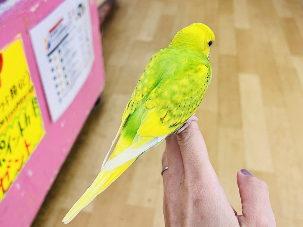 セキセイインコ