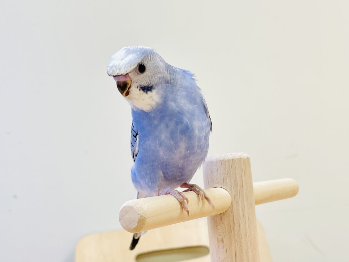 【最新画像】おカッパ頭がトレードマーク🪄梵天セキセイインコ(オパーリン) 梵天セキセイインコ